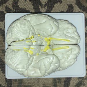 Life Sized Brain Anatomy Model